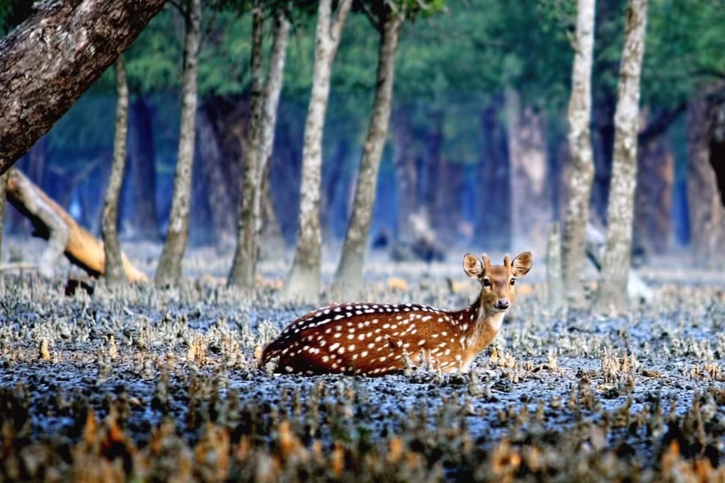 Spotted Deer in Sundarban Spotted Deer in Sundarban
