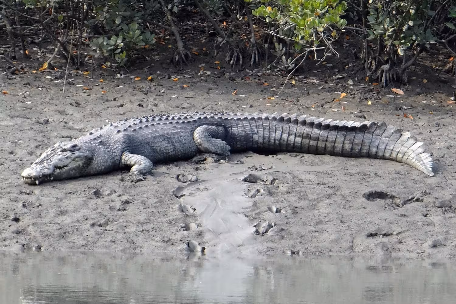 Saltwater crocodile Sundarban