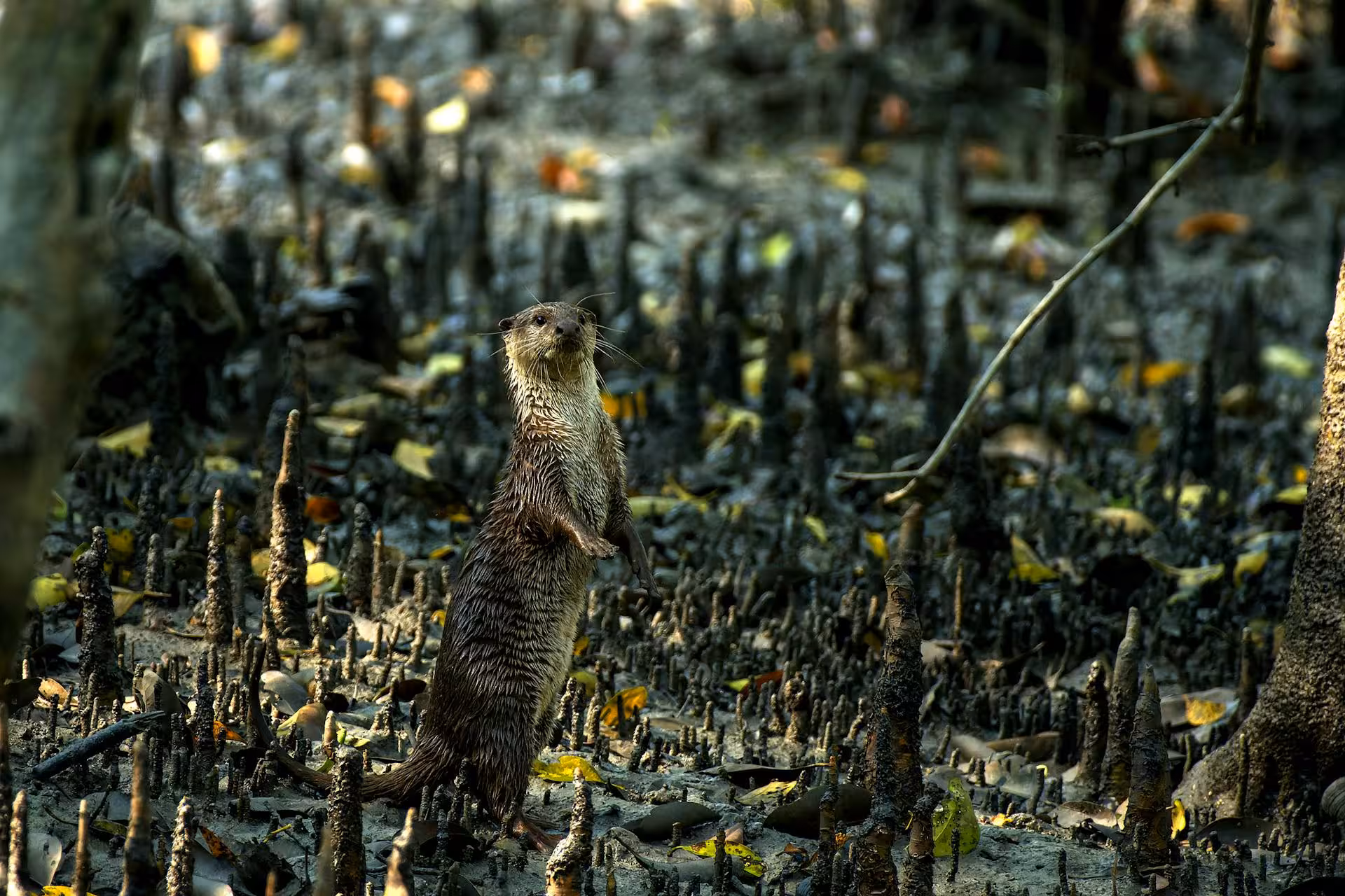Otter in Sundarban Otter in Sundarban