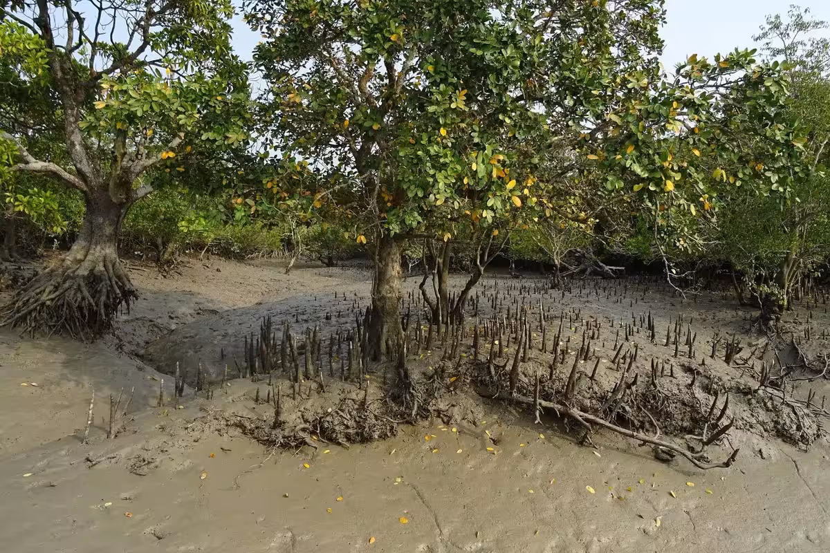mangroves-aerial-roots-sundarban mangroves-aerial-roots-sundarban