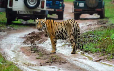 Why Tadoba Buffer Zone Is Better Than The Core Zone