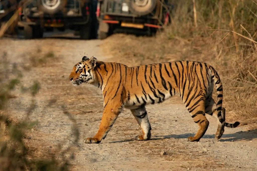 Tiger in Jim Corbett Tiger Reserve Tiger in Jim Corbett Tiger Reserve