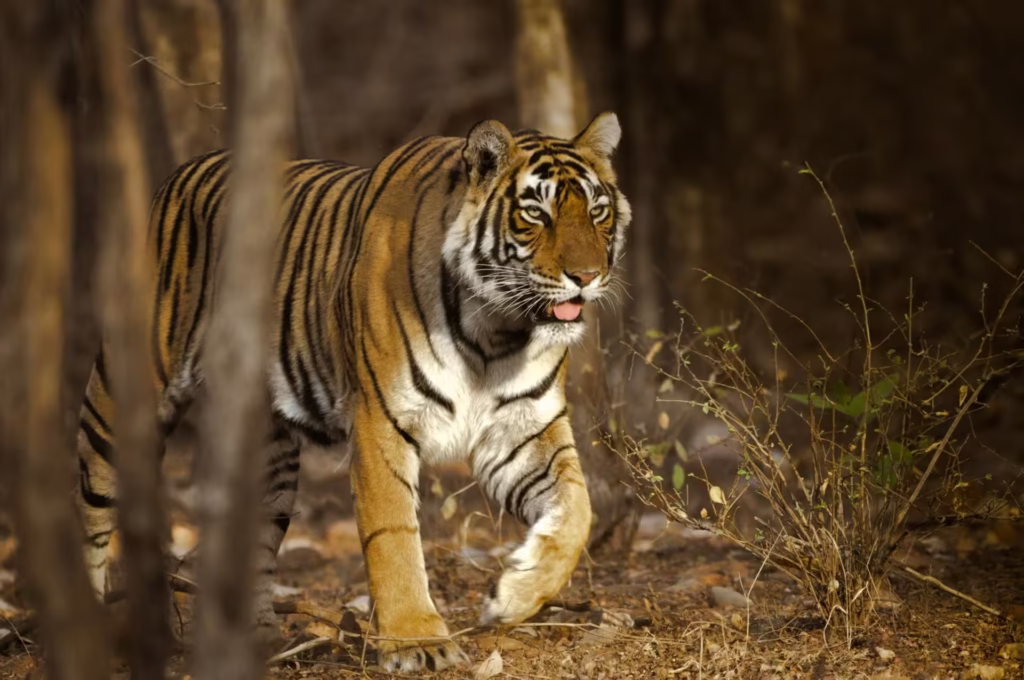 Royal Bengal Tiger Ranthambore Royal Bengal Tiger Ranthambore
