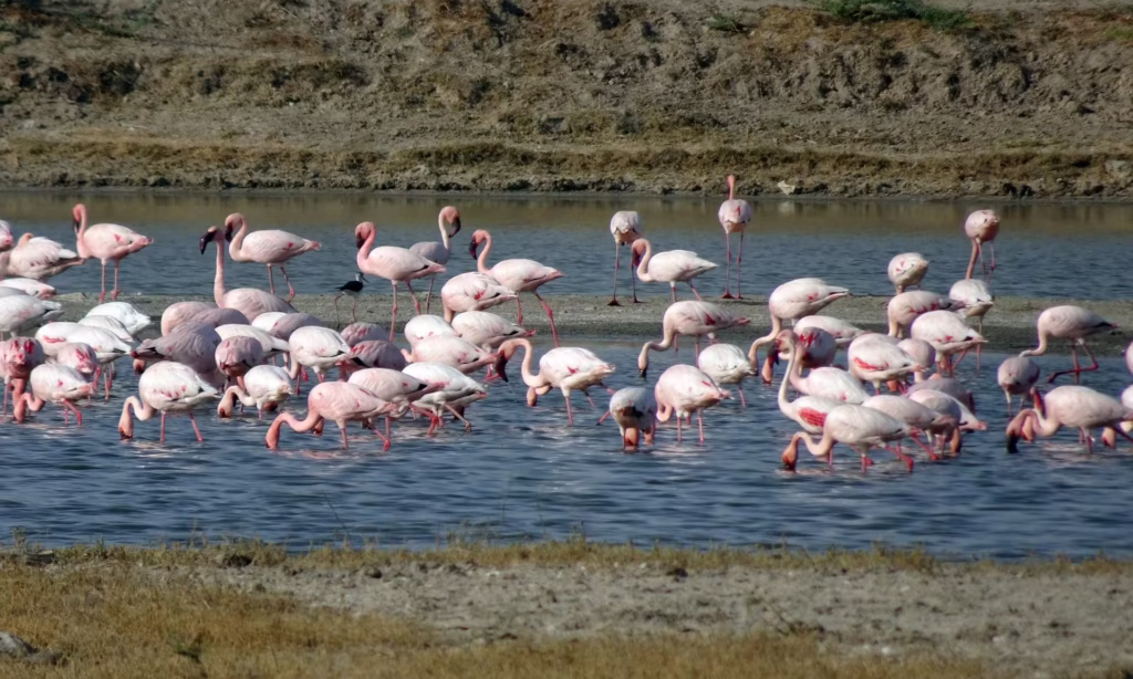 Lesser Flamingos Lesser Flamingos