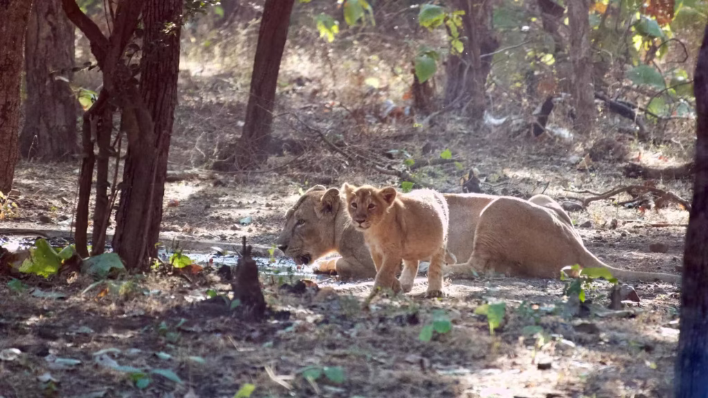 Asiatic Lioness with cub in gir Asiatic Lioness with cub in gir