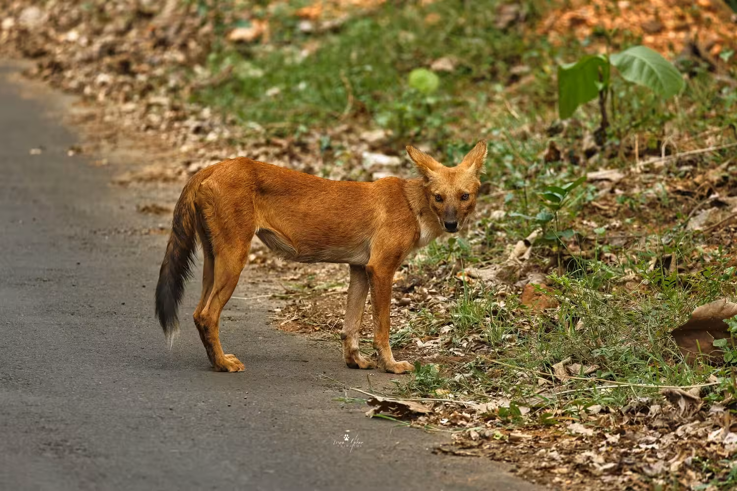 Asiatic Wild Dog Asiatic Wild Dog