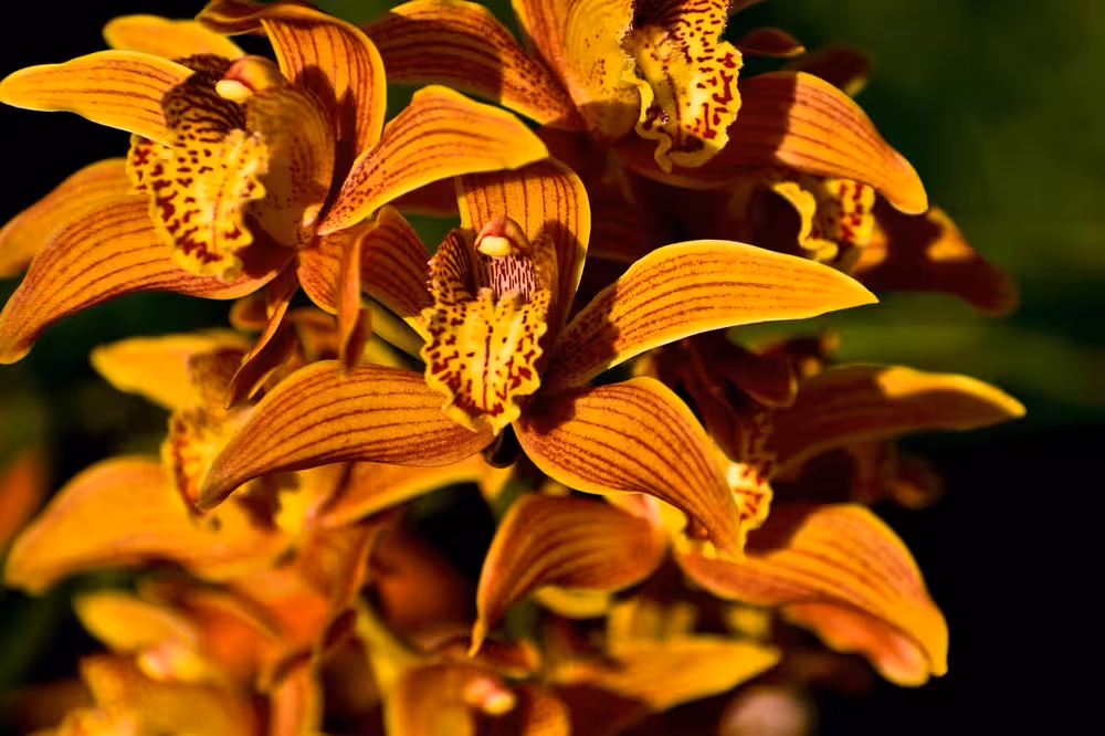 Kaziranga National Orchid & Biodiversity Park Kaziranga National Orchid & Biodiversity Park