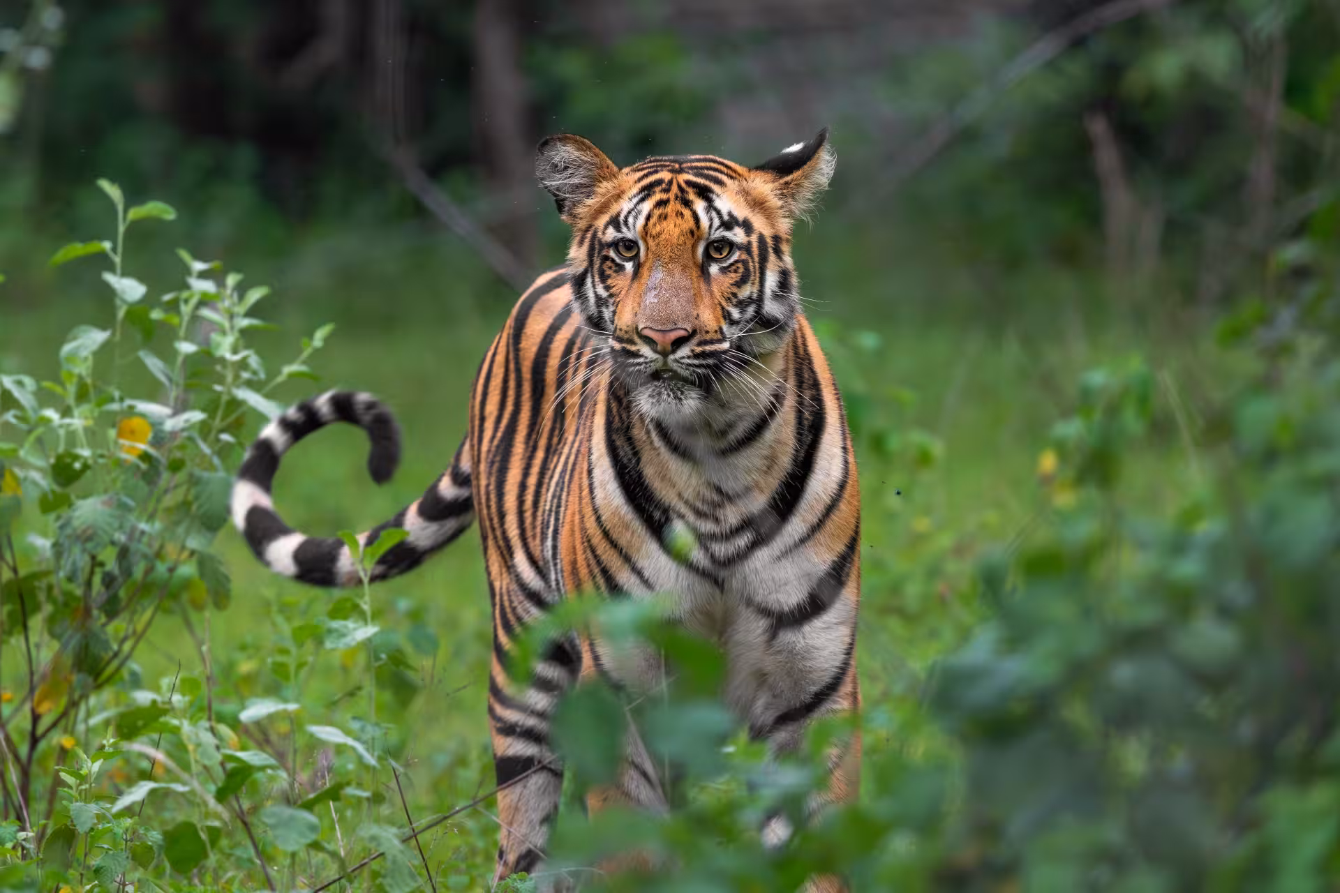 Tadoba, Pench Kanha Tour Tadoba, Pench Kanha Tour