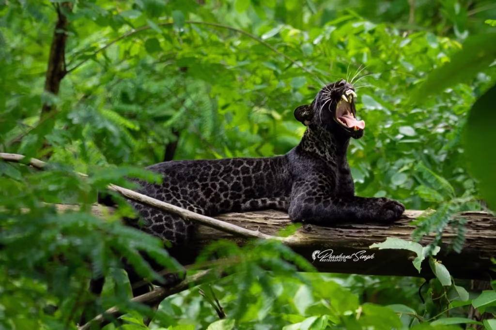 black-leopard-in-tadoba Black Leopard in Tadoba