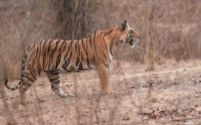 Which is better, Ranthambore or Bandhavgarh?
