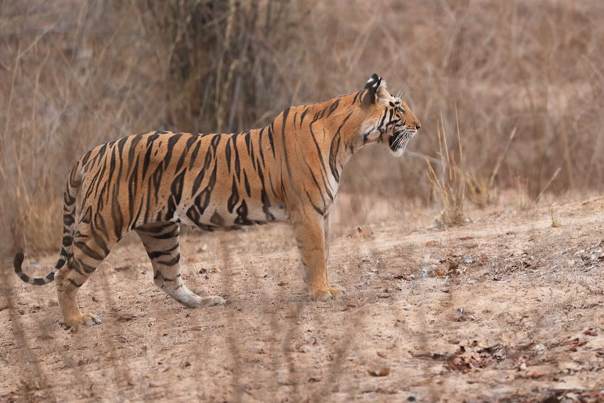 Bandhavgarh vs Ranthambore – which is better Bandhavgarh vs Ranthambore - which is better
