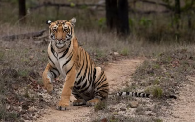 Tadoba vs Jim Corbett: Which is Better for Your Safari?