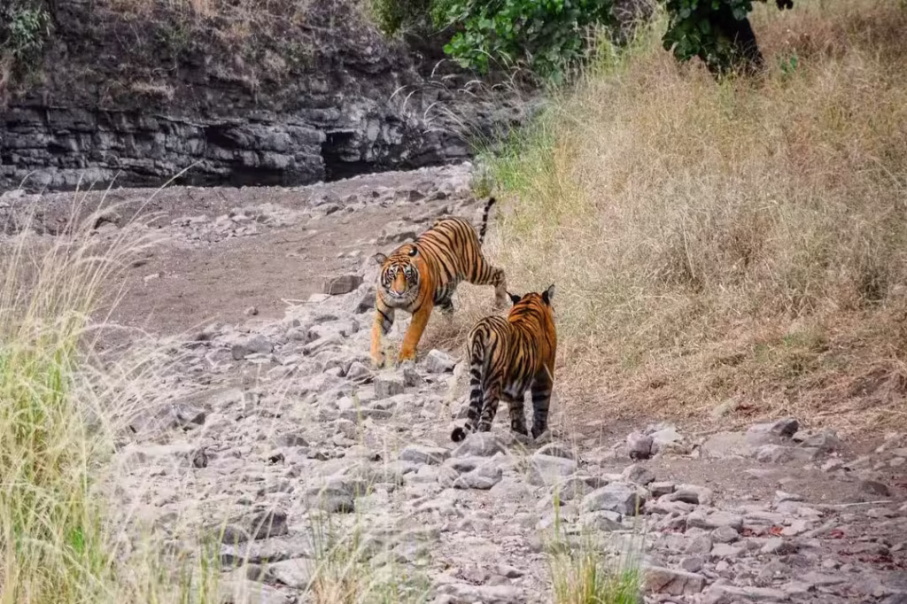 Tiger Cubs Playing in Ranthambore Tiger Cubs Playing in Ranthambore