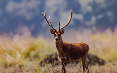 How to Book Your Indian Safari