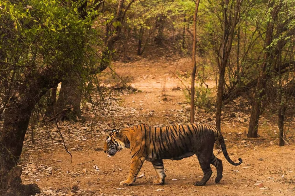 A tiger walks on a dirt path in a dry forest of Ranthambore A tiger walks on a dirt path in a dry forest of Ranthambore