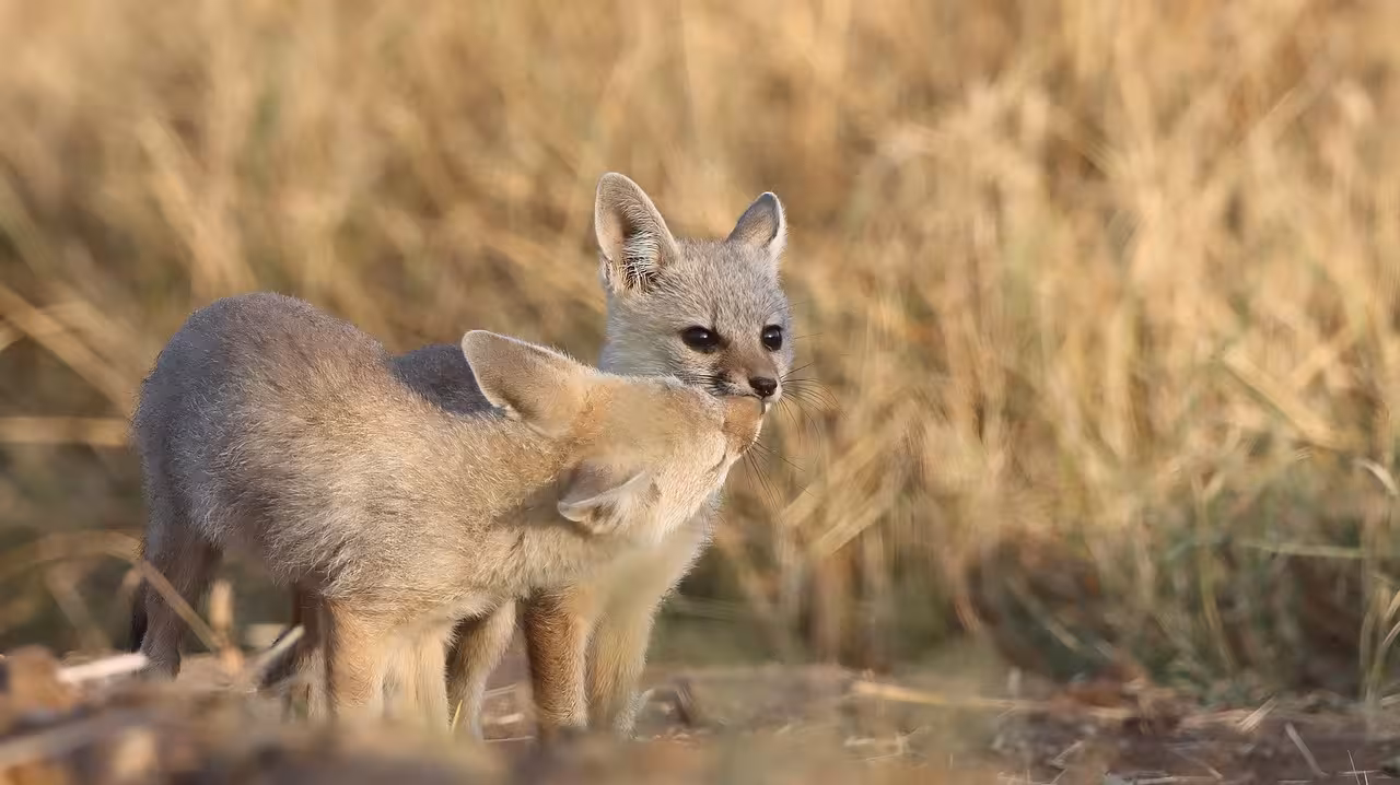 Playful Bengal fox kits in the sun Playful Bengal fox kits in the sun