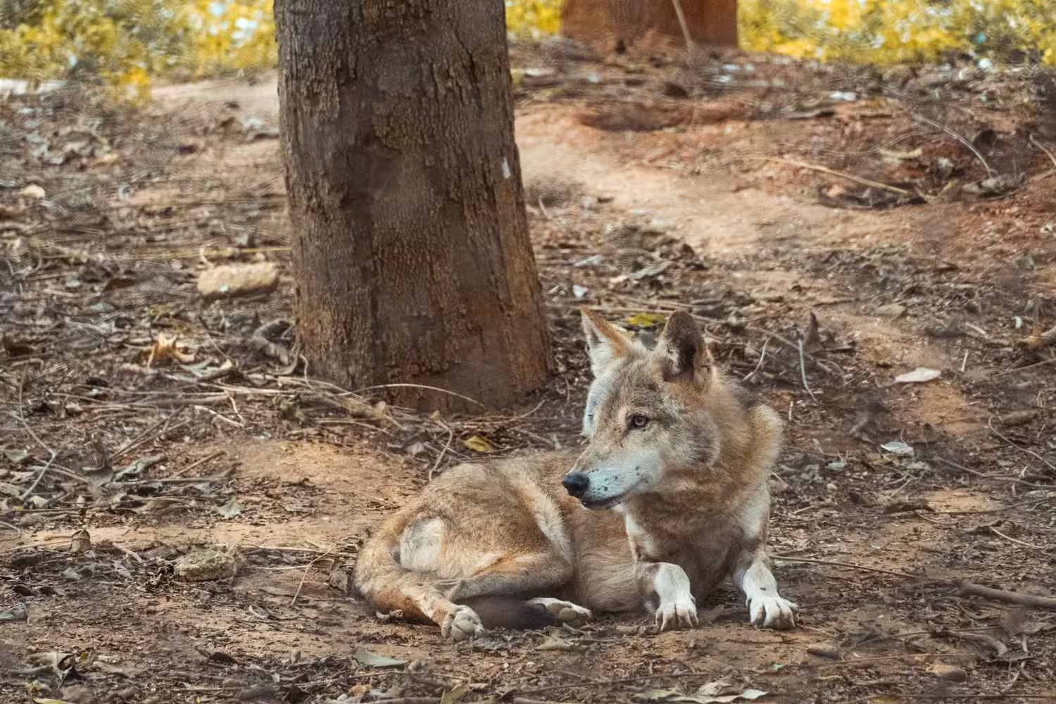 Indian Wolf Resting Indian Wolf Resting
