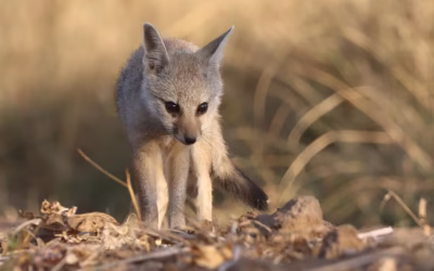 Difference Between Jackal, Wolf, Fox, and Wild Dogs (Dhole) in India