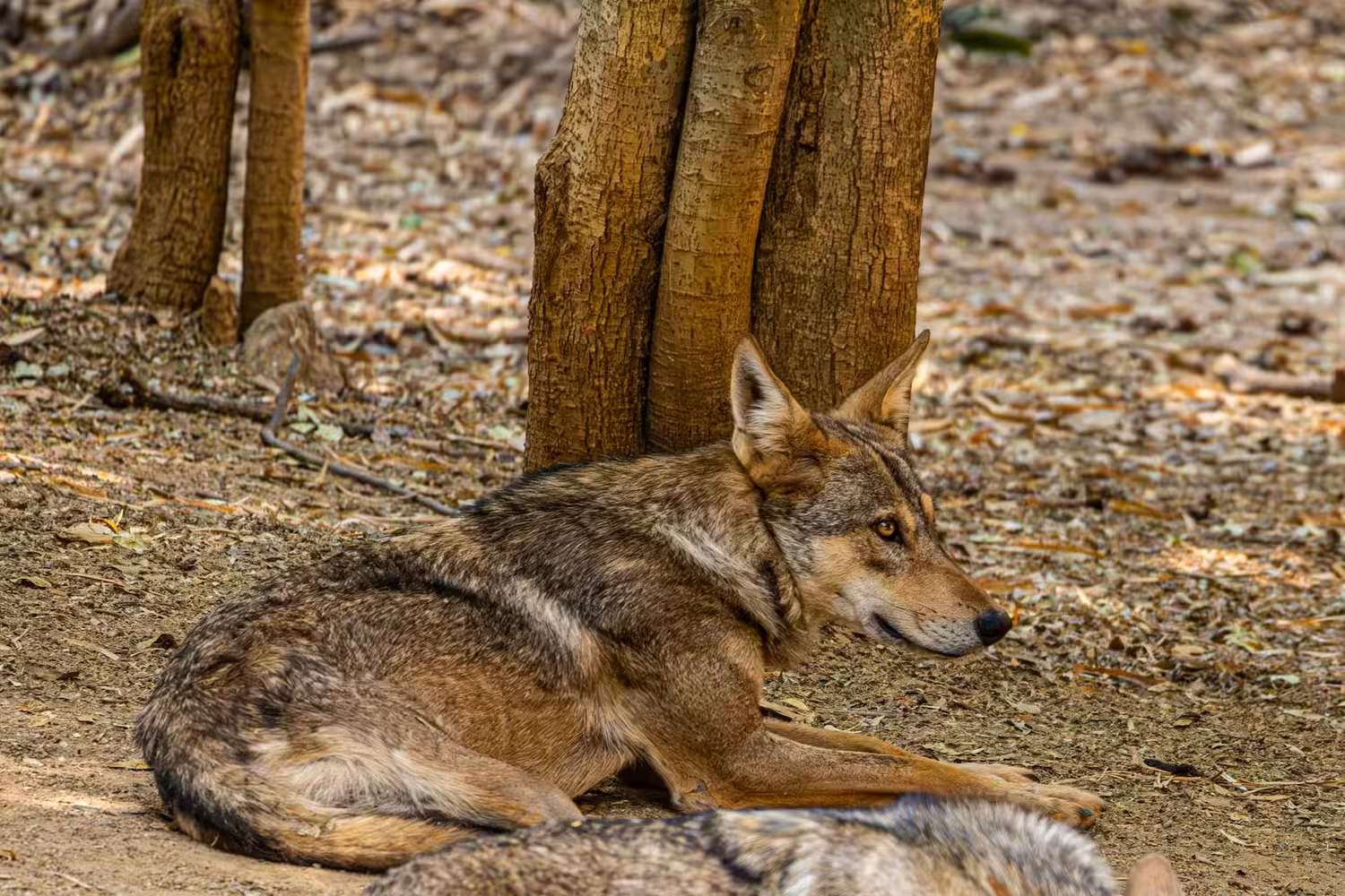 Indian Wolf Resting Under Tree Indian Wolf Resting Under Tree