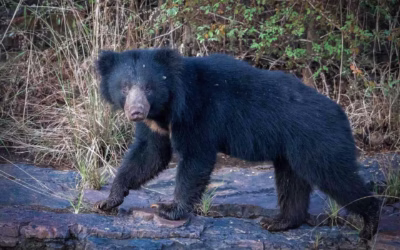 Sloth Bear in India: Habitat, Behavior & Where to Spot