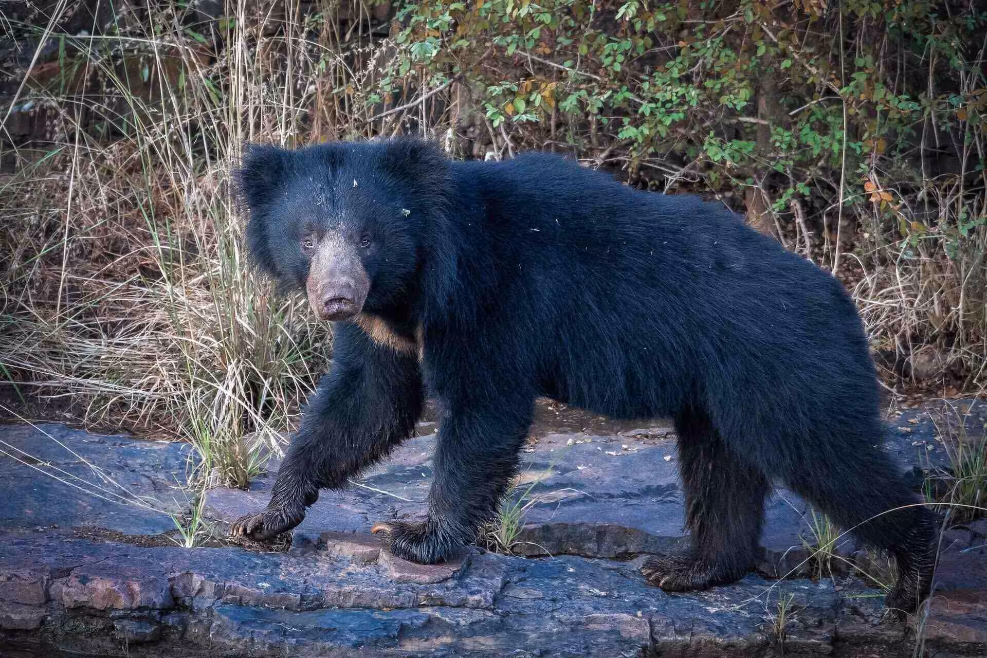 Sloth Bear in India Sloth Bear in India
