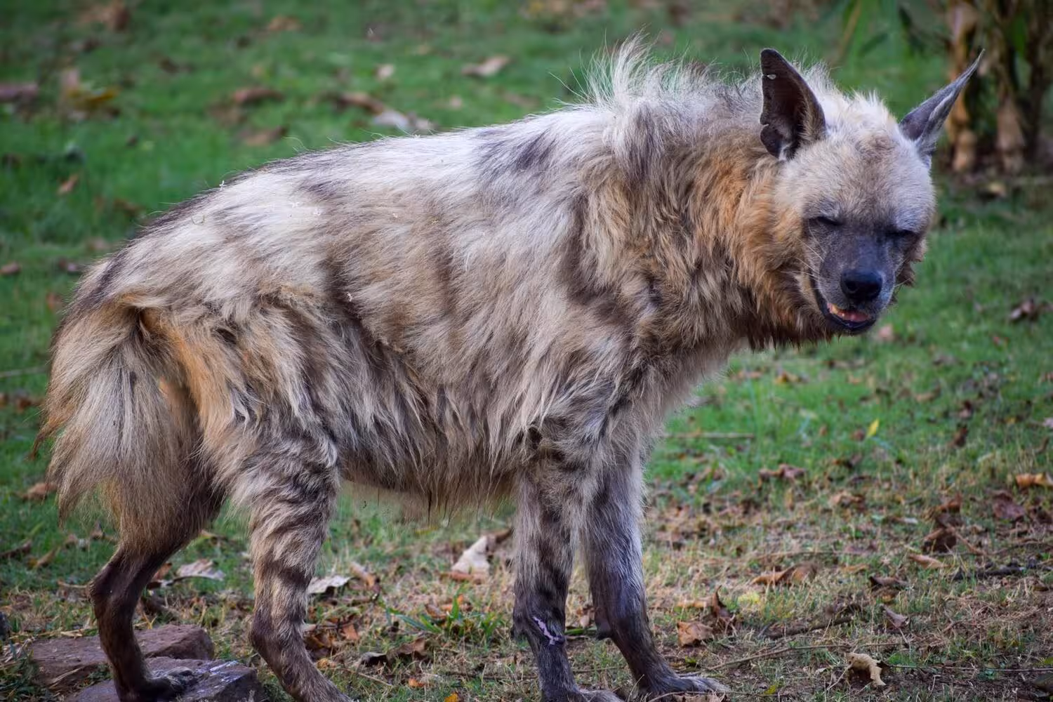 Striped Hyena in India Striped Hyena in India