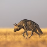 Striped Hyena in India