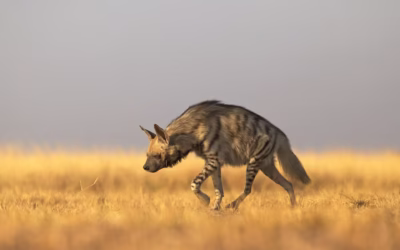 Indian Hyena – Facts, Behavior, and Where to Spot Them