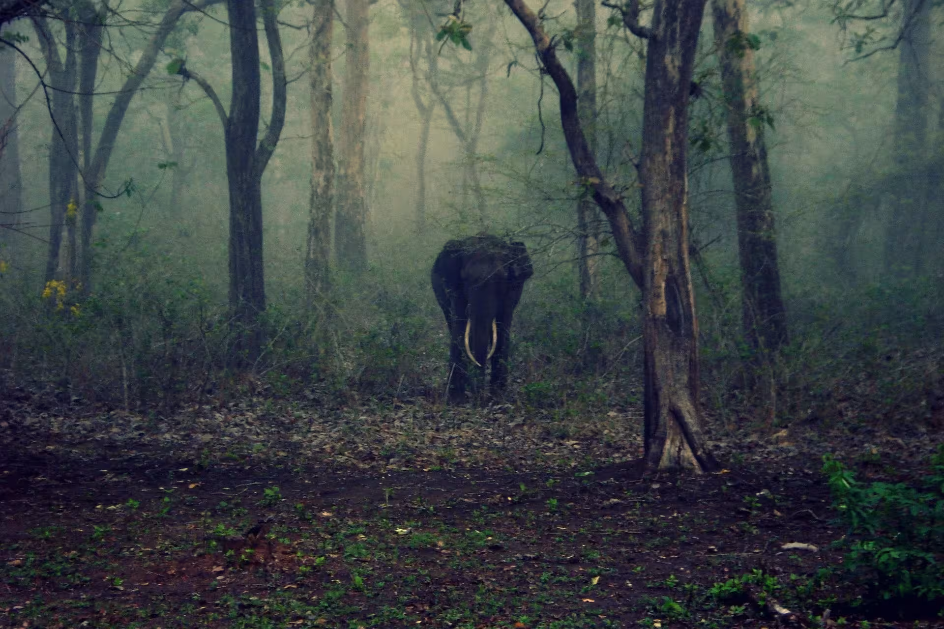 elephant-in-nagarhole elephant-in-nagarhole