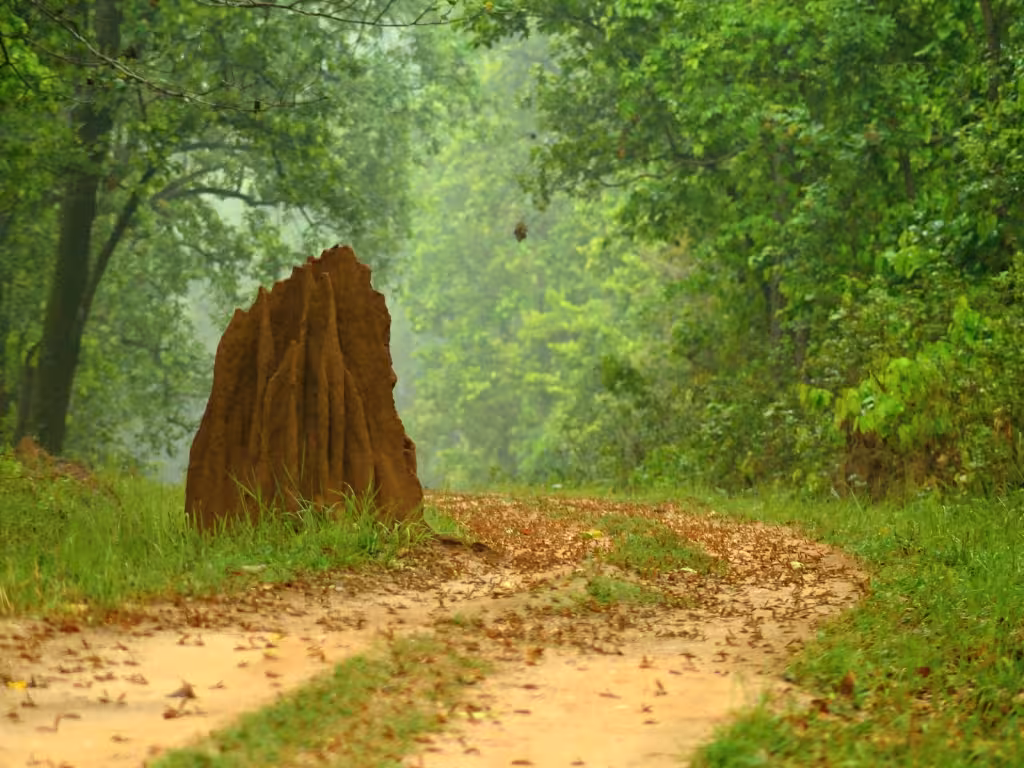 Ant Hill in Kanha Dirt Road Ant Hill in Kanha Dirt Road