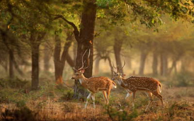 Top 10 Wildlife Safari Destinations in India