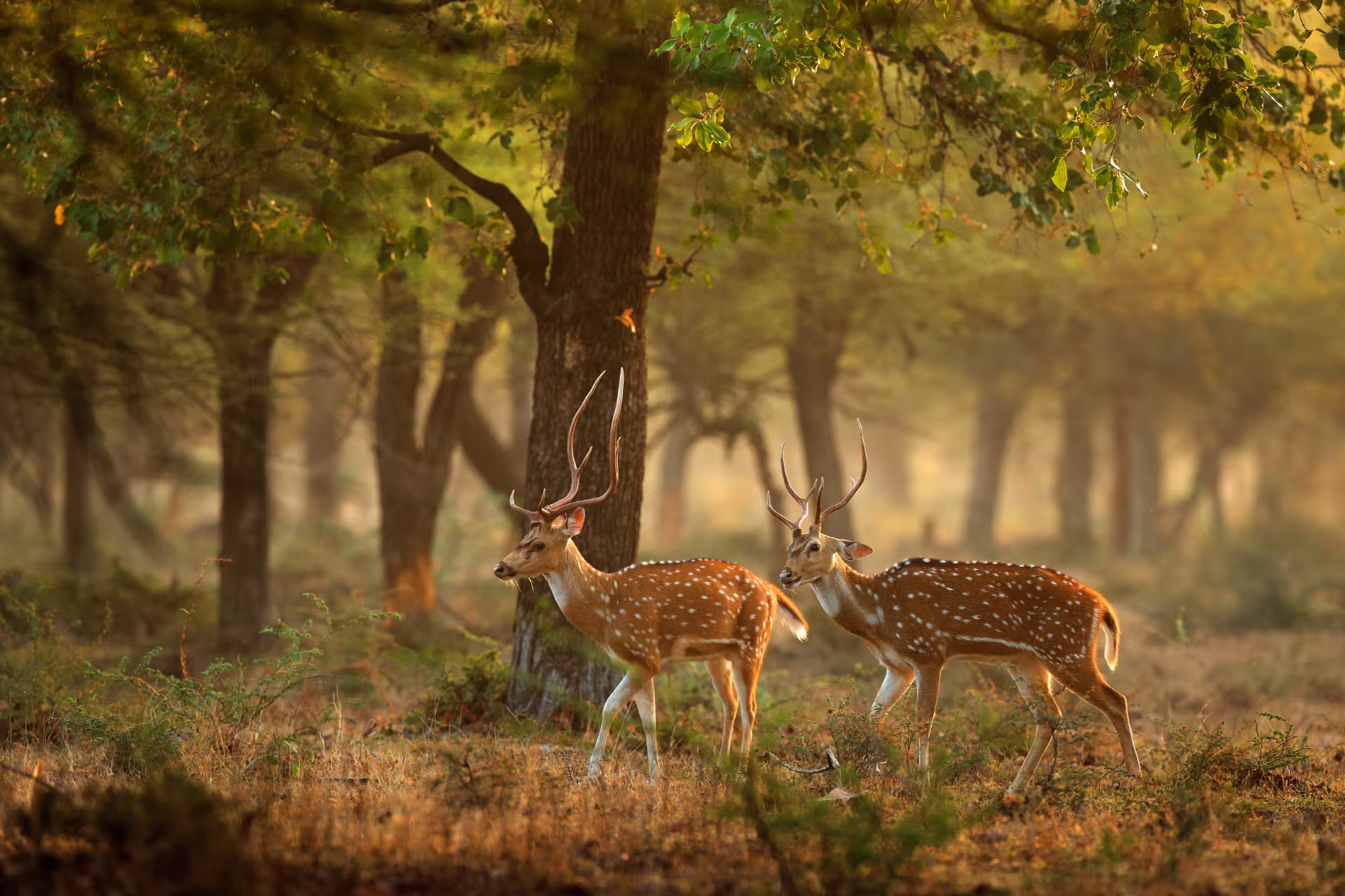 Top 10 Wildlife Safari Destinations in India Top 10 Wildlife Safari Destinations in India