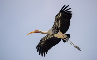 How Do Birds Deal with the Summer and High Temperature?