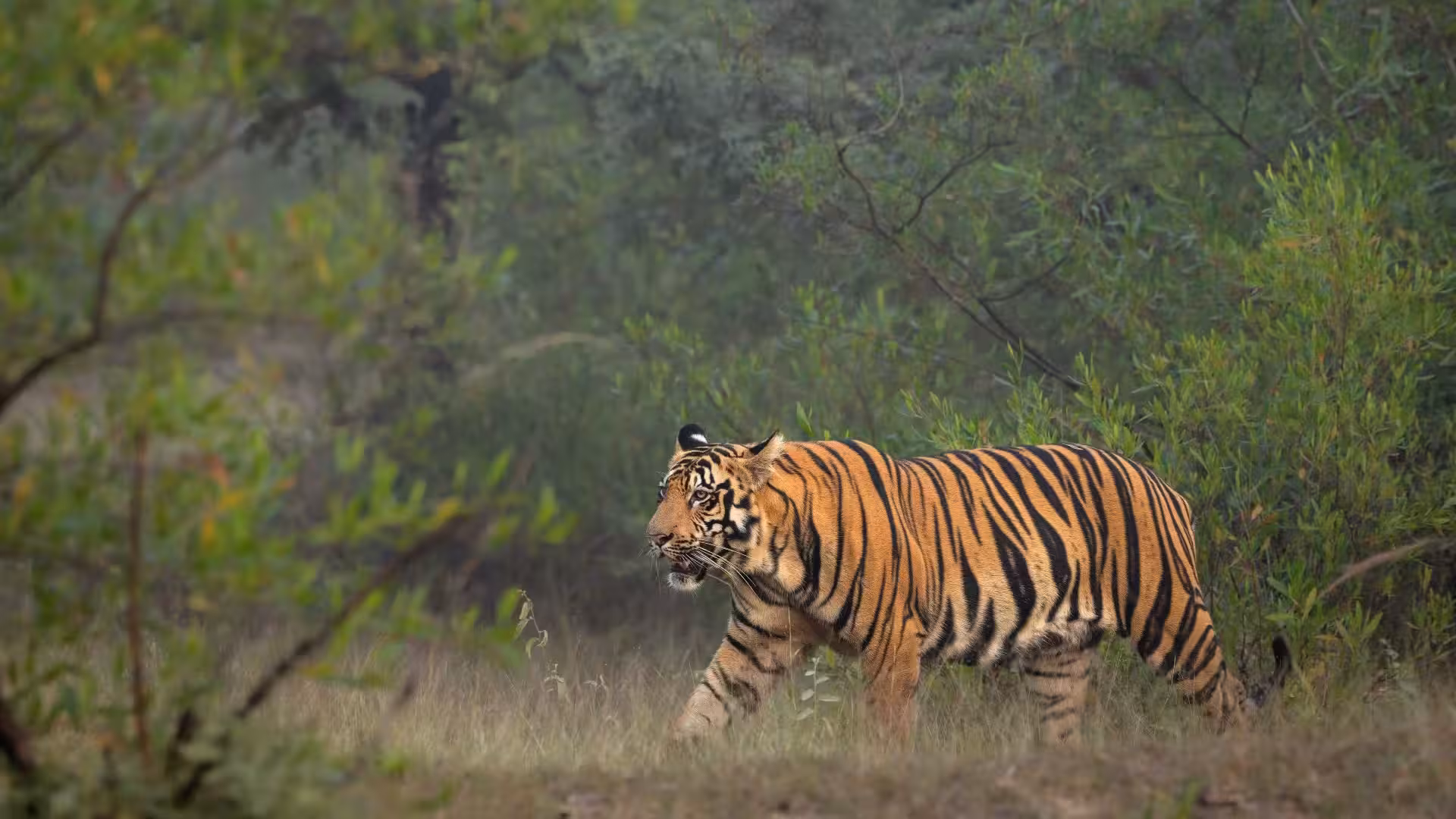 Tiger Safari in India from USA Tiger Safari in India from USA
