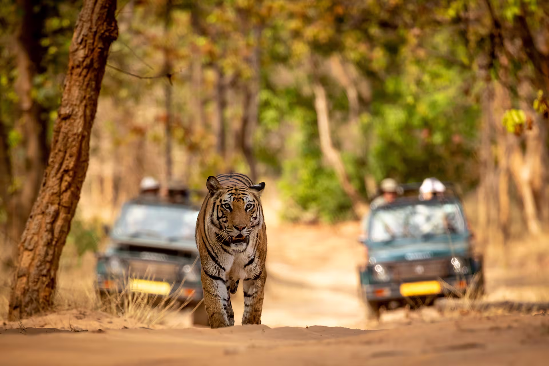 tiger-safari-in-india-from-spain Tiger Safari in India From Spain
