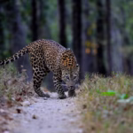 Madhya Pradesh kanha Leopard