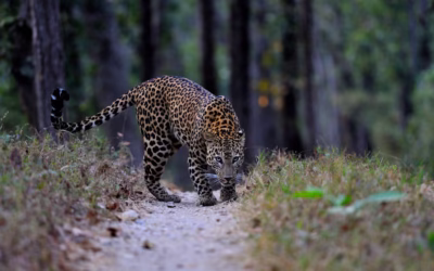 How Madhya Pradesh Became the Wildlife State of India