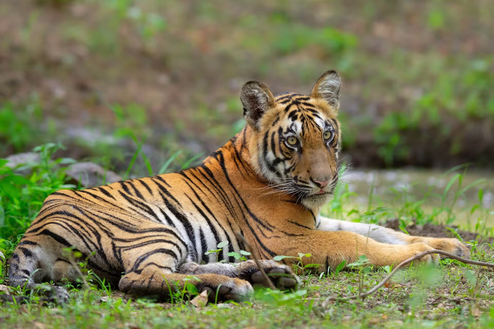 Tiger Safari in India From Canada Tiger Safari in India From Canada