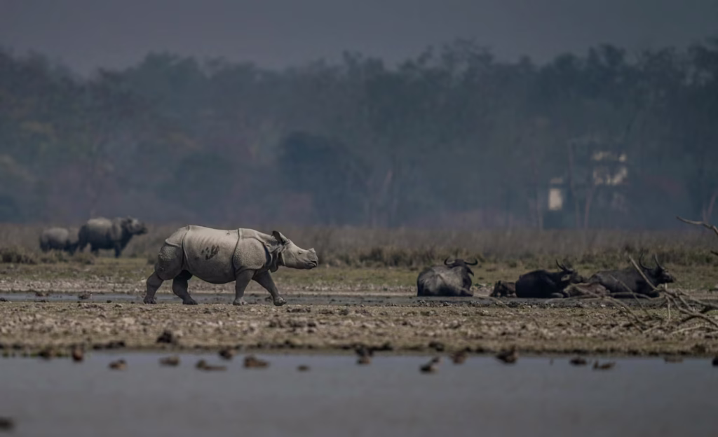 Rhino in Manas Rhino in Manas
