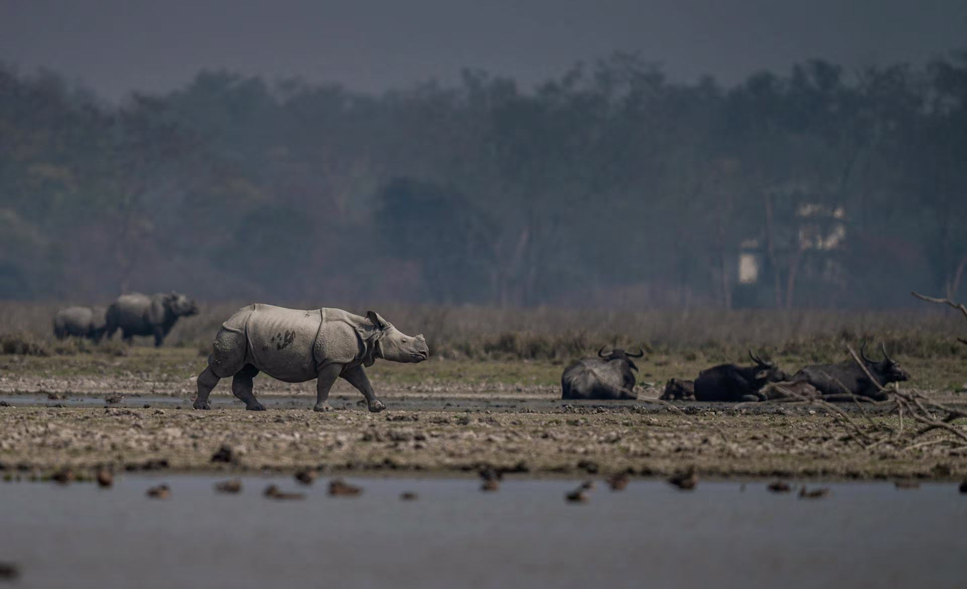 Rhino in Manas