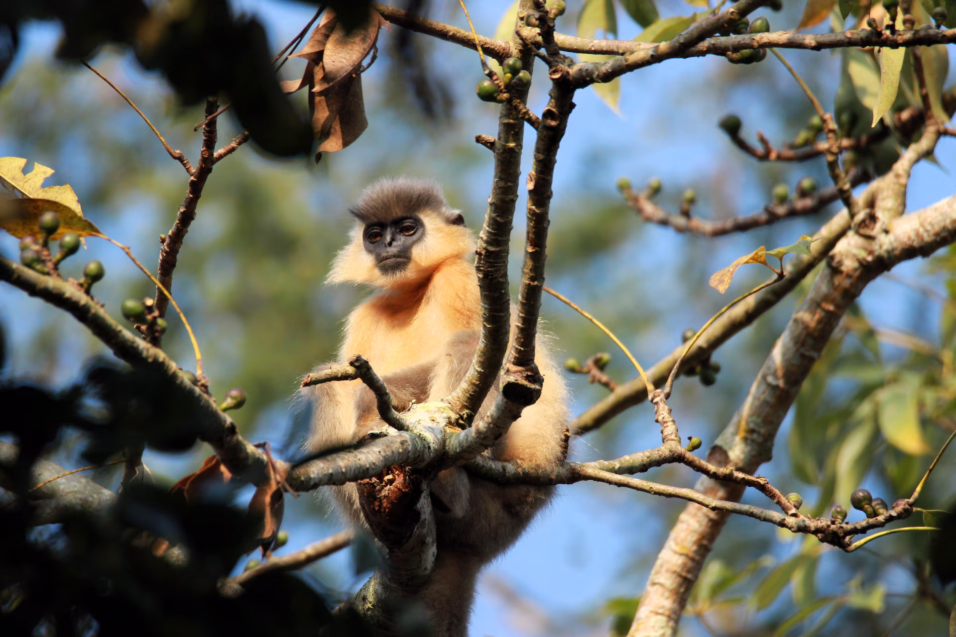 Wildlife of Northeast Tour