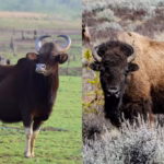American Bison vs Indian Gaur Comparison