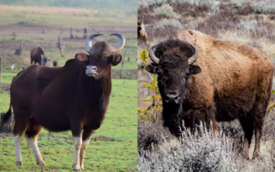 American Bison vs Indian Gaur: A Complete Comparison