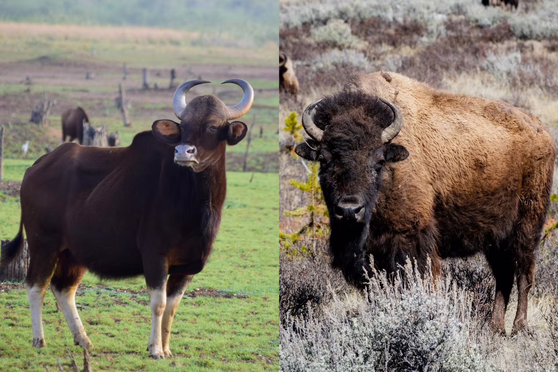 American Bison vs Indian Gaur Comparison American Bison vs Indian Gaur Comparison