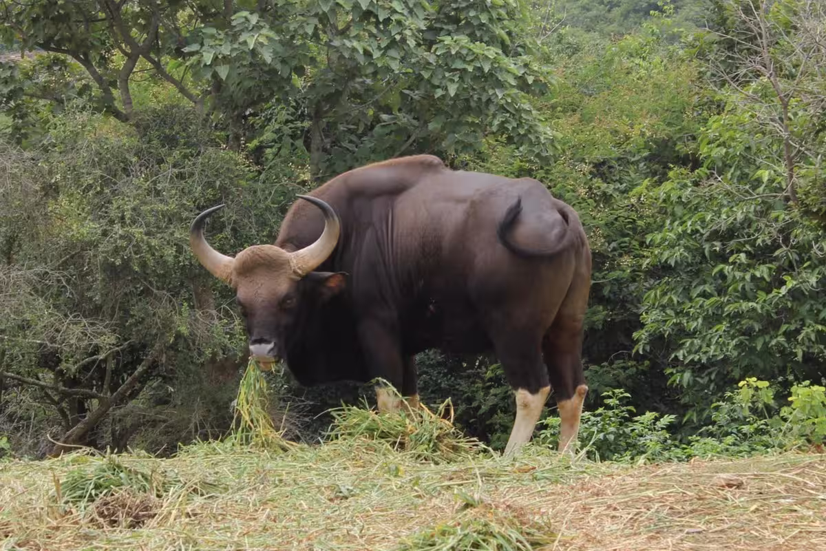 Indian Bison in Wild Indian Bison in Wild