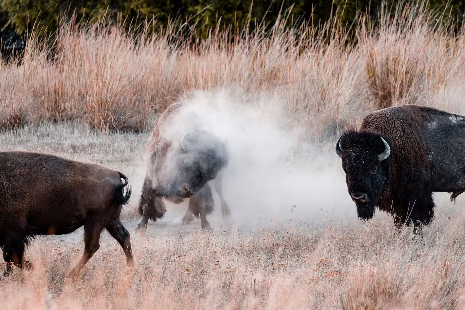 American Bison Fighting American Bison Fighting