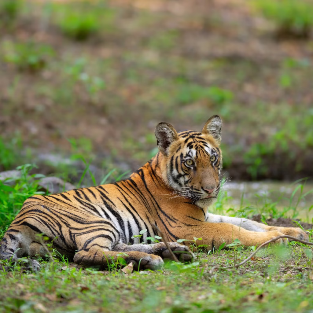 Bengal Tiger in India Bengal Tiger in India