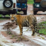 Why Don't Tigers Attack Safari Vehicles?