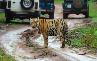 Why Don’t Tigers Attack Safari Vehicles? The Real Answer