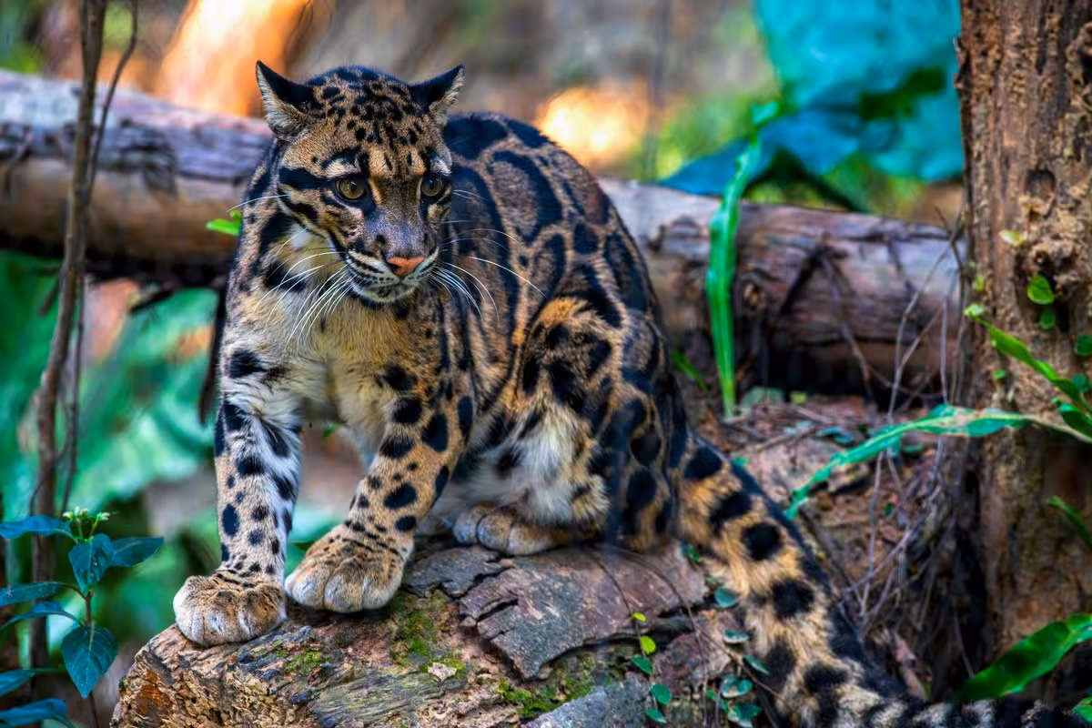 Clouded Leopard in India Clouded Leopard in India